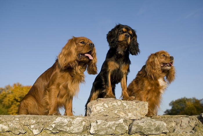 🐶 Kavalír King Charles španěl je malý, společenský pes s vyváženou stavbou těla a velmi klidnou, vyrovnanou a přátelskou povahou. Od pradávna byl chován ve společnosti lidí a jejich přítomnost je pro něj dodnes zásadní. Kavalír potřebuje sdílet svůj život s lidmi a je velmi přizpůsobivý svému majiteli. Dokáže být čilý a aktivní nebo vyložený gaučový povaleč. Je to pes určený k chovu v bytě. Snadno a rád se učí novým věcem a jeho výcvik není náročný. Díky své inteligenci a lásce ke sportu se uplatní v mnoha psích sportovních disciplínách, jakými jsou agility, flyball, dogdancing nebo frisbee. Jeho něžná duše potřebuje pozitivní přístup. Díky své vyrovnané a nezáludné povaze je toto plemeno vhodné i pro začínající chovatele.  