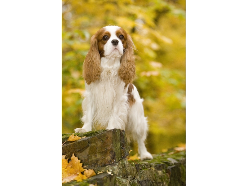 🐶 Kavalír King Charles španěl je malý, společenský pes s vyváženou stavbou těla a velmi klidnou, vyrovnanou a přátelskou povahou. Od pradávna byl chován ve společnosti lidí a jejich přítomnost je pro něj dodnes zásadní. Kavalír potřebuje sdílet svůj život s lidmi a je velmi přizpůsobivý svému majiteli. Dokáže být čilý a aktivní nebo vyložený gaučový povaleč. Je to pes určený k chovu v bytě. Snadno a rád se učí novým věcem a jeho výcvik není náročný. Díky své inteligenci a lásce ke sportu se uplatní v mnoha psích sportovních disciplínách, jakými jsou agility, flyball, dogdancing nebo frisbee. Jeho něžná duše potřebuje pozitivní přístup. Díky své vyrovnané a nezáludné povaze je toto plemeno vhodné i pro začínající chovatele.  