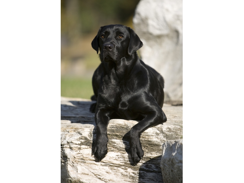 <p class="highlight">🐶 Labradorský retrívr je veselý, aktivní pes s velmi přátelskou povahou. </p><div>Je to pes, který vyniká svým skvělým čichem, velkou láskou k vodě a ochotou aportovat. Přestože původně byl využíván jako lovecký pes, dnes je jeho hlavním posláním role rodinného psa a také je často chován jako služební pes. Díky svému skvělému čichu je využíván jako záchranný a vyhledávací pes a jeho mírná, přátelská povaha, ochota učit se a snaha vyhovět svému pánovi z něj činí dokonalého psa pro canisterapii nebo pro výcvik na slepecké a asistenční psy. Labradorský retrívr se naučí téměř všechno, snad kromě jediné výjimky: nikdy z něj nebude hlídač obranář. Na vetřelce sice upozorní hlasitým, hlubokým štěkotem, ale z nově příchozích lidí a návštěv má opravdovou radost. Jeho láska k lidem vskutku překonává všechny meze. Přestože je odolný vůči nepříznivému počasí, není vhodné jej chovat osamoceně v kotci. Labradoři potřebují kontakt se svou rodinou. Výborně se snášejí s ostatními zvířaty v domácnosti, včetně koček.   </div>