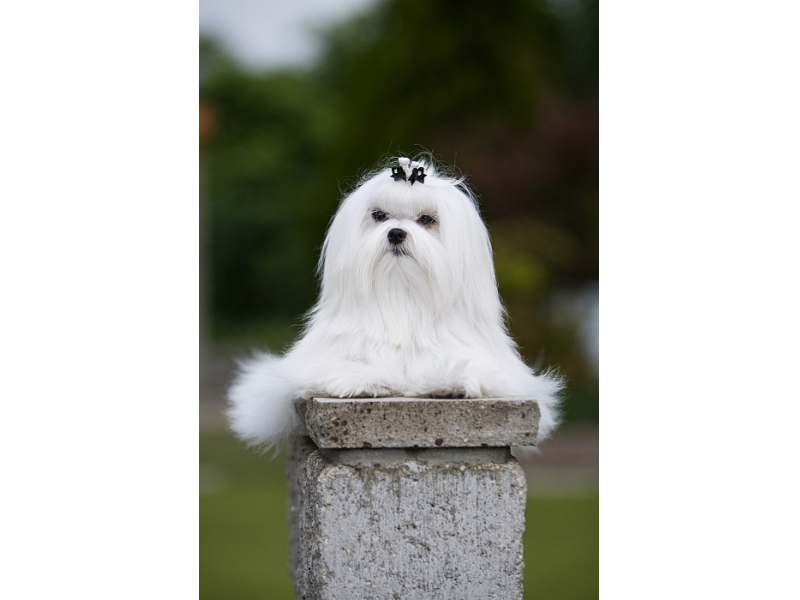 <p class="highlight">🐶 Maltézský psík provází lidi už po stovky let. Dříve se vyskytoval ve více barvách, ale dnes ho můžeme spatřit pouze v něžně bílém barevném provedení. </p><div>Maltézák je nejčastěji chován jako společník a výstavní pes. Pro svůj krásný vzhled patří maltézský psík u návštěvníků psích výstav mezi divácky nejoblíbenější rasy. Pokud se nechcete věnovat výstavám, můžete se svým psem zkusit třeba agility. Maltézský psík miluje svou rodinu a velmi špatně snáší odloučení. Proto je vhodným psem pro seniory, kteří s ním mohou trávit většinu dne. Každý kdo si chce pořídit maltézského psíka musí počítat s tím, že bude muset věnovat hodně času péči o srst.</div><div> </div>