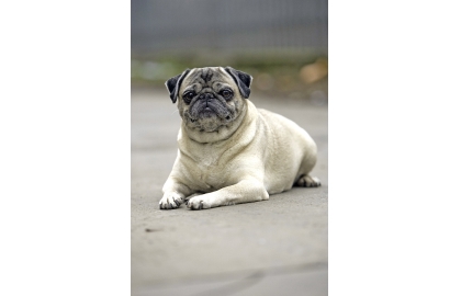 🐶 Mops vždycky byl, je a bude skvělým společníkem. Roli věrného přítele zastává toto plemeno už po staletí a zvládá ji na jedničku. Kdo hledá nenáročného psa, který rád rozdává lásku a radost, ale stejně rád lásku přijímá, ten už nemusí dále hledat. Pokud je chovatel ochoten většinu dne trávit společně se svým psem, je pro něj mops správnou volbou. Je přímo ideální pro seniory nebo rodiny s malými dětmi. Mops je bytovým psem, který nemá žádné zvláštní požadavky na péči. Pouze je nutné zohlednit jeho horší toleranci vůči horku, chladu a vlhku. Nejčastější zdravotní komplikací jsou problémy s očima. Velké oči jsou náchylnější na různá poranění, ale většinou lze problémy vyřešit pomocí očních kapek. Mops není ideální sportovec, jako psi některých jiných plemen, ale je bezkonkurenčním společníkem a také výborným výstavním psem.