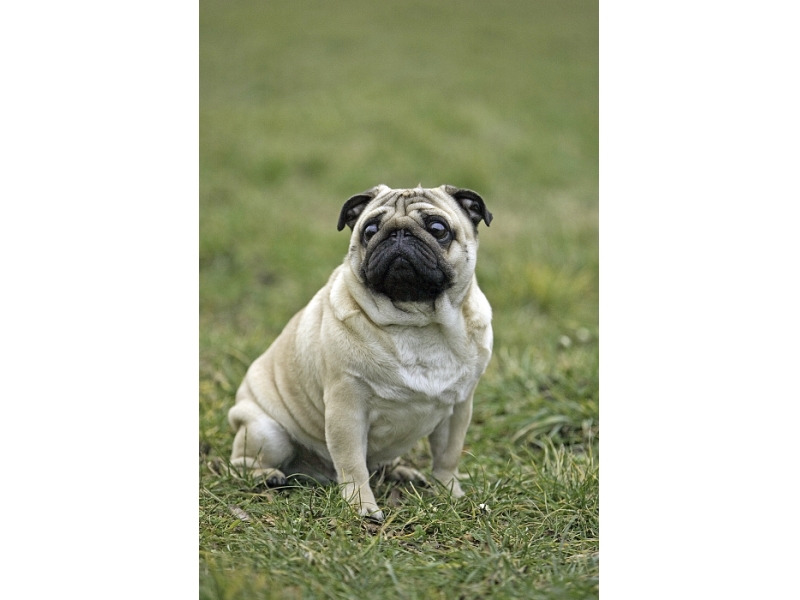 🐶 Mops vždycky byl, je a bude skvělým společníkem. Roli věrného přítele zastává toto plemeno už po staletí a zvládá ji na jedničku. Kdo hledá nenáročného psa, který rád rozdává lásku a radost, ale stejně rád lásku přijímá, ten už nemusí dále hledat. Pokud je chovatel ochoten většinu dne trávit společně se svým psem, je pro něj mops správnou volbou. Je přímo ideální pro seniory nebo rodiny s malými dětmi. Mops je bytovým psem, který nemá žádné zvláštní požadavky na péči. Pouze je nutné zohlednit jeho horší toleranci vůči horku, chladu a vlhku. Nejčastější zdravotní komplikací jsou problémy s očima. Velké oči jsou náchylnější na různá poranění, ale většinou lze problémy vyřešit pomocí očních kapek. Mops není ideální sportovec, jako psi některých jiných plemen, ale je bezkonkurenčním společníkem a také výborným výstavním psem.