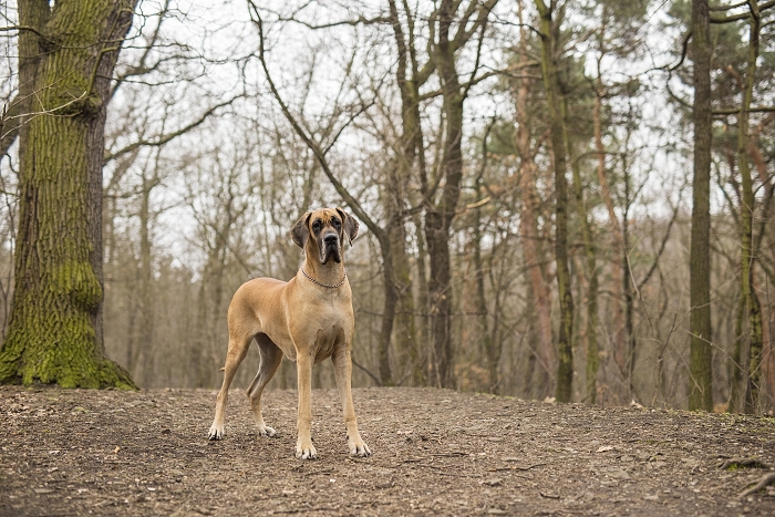 🐶 Německá doga je majestátní trpělivý pes s klidnou a přátelskou povahou, kterého jen tak nepřehlédnete.Dogy jsou lidmi chovány již po tisíciletí, ale až v 16. století se jejich chov začal ubírat jednotnějším směrem. Původně byly dogy výhradně v držení aristokracie, ale v průběhu 19. století přestal být chov velkých psů výsadou šlechty a dogy se rozšířily i mezi nižší společenské vrstvy. Často je bylo vidět mezi řezníky, kterým psi pomáhali s taháním vozíků. V dnešní době je německá doga chována jako společník nebo výstavní pes. Ne každý si může dovolit chov tak velkého psa, ale pro ty, kteří mají rádi obří plemena a dokáži psovi vytvořit odpovídající životní podmínky, je doga skvělou volbou. Pořízením německé dogy získáte na mnoho let milujícího společníka, velkého tělem i duší.  