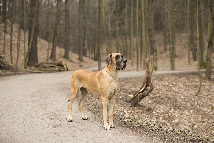 🐶 Německá doga je majestátní trpělivý pes s klidnou a přátelskou povahou, kterého jen tak nepřehlédnete.Dogy jsou lidmi chovány již po tisíciletí, ale až v 16. století se jejich chov začal ubírat jednotnějším směrem. Původně byly dogy výhradně v držení aristokracie, ale v průběhu 19. století přestal být chov velkých psů výsadou šlechty a dogy se rozšířily i mezi nižší společenské vrstvy. Často je bylo vidět mezi řezníky, kterým psi pomáhali s taháním vozíků. V dnešní době je německá doga chována jako společník nebo výstavní pes. Ne každý si může dovolit chov tak velkého psa, ale pro ty, kteří mají rádi obří plemena a dokáži psovi vytvořit odpovídající životní podmínky, je doga skvělou volbou. Pořízením německé dogy získáte na mnoho let milujícího společníka, velkého tělem i duší.  