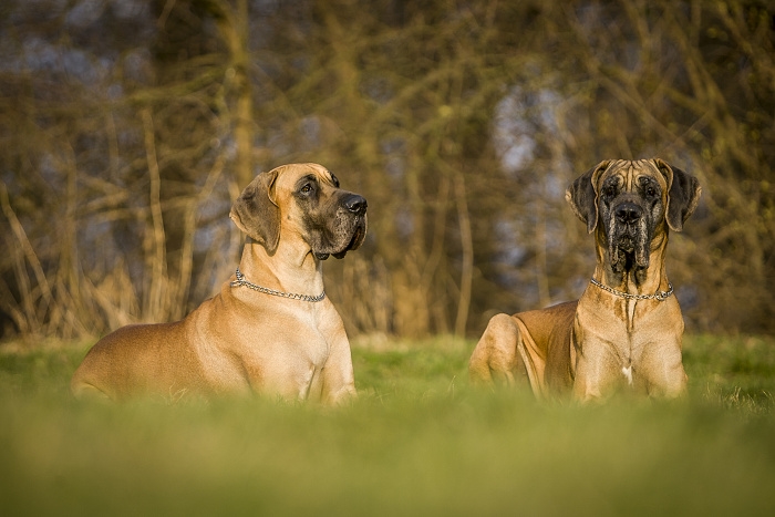 🐶 Německá doga je majestátní trpělivý pes s klidnou a přátelskou povahou, kterého jen tak nepřehlédnete.Dogy jsou lidmi chovány již po tisíciletí, ale až v 16. století se jejich chov začal ubírat jednotnějším směrem. Původně byly dogy výhradně v držení aristokracie, ale v průběhu 19. století přestal být chov velkých psů výsadou šlechty a dogy se rozšířily i mezi nižší společenské vrstvy. Často je bylo vidět mezi řezníky, kterým psi pomáhali s taháním vozíků. V dnešní době je německá doga chována jako společník nebo výstavní pes. Ne každý si může dovolit chov tak velkého psa, ale pro ty, kteří mají rádi obří plemena a dokáži psovi vytvořit odpovídající životní podmínky, je doga skvělou volbou. Pořízením německé dogy získáte na mnoho let milujícího společníka, velkého tělem i duší.  