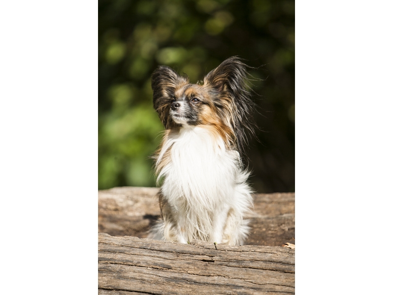 <p class="highlight">🐶 Papillon je inteligentní, energický pes s vyrovnanou povahou. Snadno se učí novým věcem a rychle se přizpůsobí pravidlům chodu domácnosti. </p><div>Od pradávna byl chován jako společenské plemeno, takže má vrozenou velkou míru empatie a se svým majitelem bude sdílet chvíle radosti i chvíle smutku. Kvůli své nízké toleranci na chlad je určen k chování v bytech, kde se chová klidně a neničí nábytek a zařízení domácnosti. Výcvik Papillona by měl být veden pomocí pozitivní motivace a zvládne jej i začátečník, protože Papillon se snadno naučí novým povelům a trikům. Zástupci tohoto plemene jsou přirozeně inteligentní a hraví, takže se s radostí účastní v mnoha psích disciplínách jako jsou agility, dogdancing, obedience, aj. Velmi dobře se snášejí s jinými zvířaty včetně koček. Pokud si pořídíte Papillona, získáte na mnoho let veselého, věrného, energického společníka, který bude milovat vás a celou vaší rodinu.  </div>