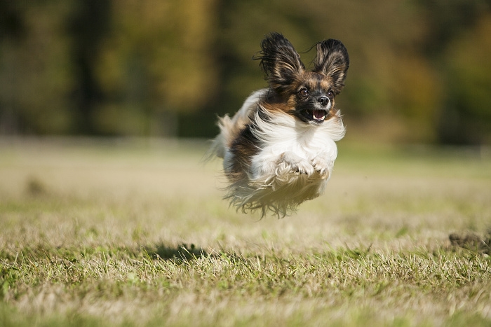 🐶 Papillon je inteligentní, energický pes s vyrovnanou povahou. Snadno se učí novým věcem a rychle se přizpůsobí pravidlům chodu domácnosti. Od pradávna byl chován jako společenské plemeno, takže má vrozenou velkou míru empatie a se svým majitelem bude sdílet chvíle radosti i chvíle smutku. Kvůli své nízké toleranci na chlad je určen k chování v bytech, kde se chová klidně a neničí nábytek a zařízení domácnosti. Výcvik Papillona by měl být veden pomocí pozitivní motivace a zvládne jej i začátečník, protože Papillon se snadno naučí novým povelům a trikům. Zástupci tohoto plemene jsou přirozeně inteligentní a hraví, takže se s radostí účastní v mnoha psích disciplínách jako jsou agility, dogdancing, obedience, aj. Velmi dobře se snášejí s jinými zvířaty včetně koček. Pokud si pořídíte Papillona, získáte na mnoho let veselého, věrného, energického společníka, který bude milovat vás a celou vaší rodinu.  