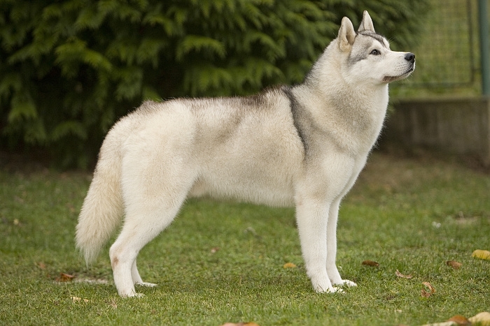 <p class="highlight">🐶 Sibiřský husky je přátelský, pozorný pes s jemnou a otevřenou povahou. </p><div>K lidem je laskavý a obzvláště pozorný je k dětem. S jinými zvířaty vychází, ale může mít tendence honit a lovit menší zvířata jako kočky nebo králíky. Potřebuje každodenní dávku pohybu. Velice rád běhá a miluje toulání, proto by neměl být ponechán na volno, protože se snadno zaběhne. Dokáže žít venku v zimě a chladu, ale zároveň potřebuje bezprostřední kontakt s lidmi nebo jinými psy. Samotu snáší velmi zle. Sibiřský husky má malé nároky na jídlo a není ani jinak náročný na každodenní péči. Nedoporučuje se pro začínající nebo nezkušené chovatele, protože potřebuje silného pána, který si bude udržovat pozici alfa v domácnosti.  </div>