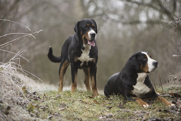 🐶 Velký švýcarský salašnický pes je odvážné a inteligentní plemeno s mírnou a vyrovnanou povahou. Tento impozantní pes je kdykoli schopen silně a odhodlaně hájit dům a své majitele. Velký švýcarský salašnický pes má silný teritoriální instinkt a smysl pro vlastnictví. Díky tomu ostražitě hájí své území, ale současně je mu cizí jakékoli agresívní chování. Vetřelce zpravidla odradí svým štěkáním a vrčením, nicméně představitel tohoto plemene se rychle uklidní a nikdy neštěká bezdůvodně. Původně byli vyšlechtěni jako pracovní psi a byli hojně využíváni hlavně k hlídání a nahánění dobytka, tahaní břemen a ochraně majetku. V současnosti bývá chován jako rodinný přítel a mazlíček. Velký švýcarský salašnický pes miluje svou rodinu a s radostí si užívá přítomnost a pozornost všech jejích členů. Protože mu chybí lovecký instinkt a díky svému kolektivnímu duchu se dobře snáší i s ostatními zvířaty včetně koček. Je to ideální pes na venkov. Toto plemeno má rádo přírodu a nevadí mu ani chladné počasí. Jako pes s pracovními kořeny potřebuje každodenní cvičení, dlouhou procházku nebo intenzivní dovádění. Vysloveně si užívá i tahání břemen. Rád a ochotně spolupracuje s člověkem. Práci miluje a potřebuje a bude trpět, pokud bude chován pouze jako ozdoba zahrady. Stejně tak potřebuje kontakt s lidmi. Vždy se bude snažit být tam, kde je jeho rodina. Pokud bude často sám a izolovaný bude se cítit mizerně.