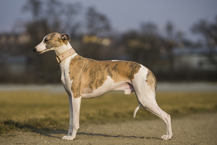 <p class="highlight">🐶 Vipet nebo také Whippet je láskyplný, klidný a hravý rodinný pes. Jsou to citliví psi s jemnou povahou. </p><div>Milují všechny členy rodiny a výborně si rozumí s dětmi. Mají silné lovecké instinkty a pokud nejsou správně socializováni, mohou honit kočky. Nejsou to venkovní psi a je nutné je chovat v bytě. V domácnosti se chovají klidně, ale pokud nebudou mít denně potřebnou dávku pohybu, mohou se začít chovat destruktivně. Whippeti nejsou dobří hlídači. Téměř neštěkají a k návštěvám se chovají laskavě. Potřebují aktívní, milující rodinu. Svého pána chtějí potěšit a s radostí plní jeho přání. Milují pohyb a zábavu a vynikají v mnoha psích sportech. Jsou velmi nenároční na péči, pouze v zimě je nutné používat teplé oblečky pro psy a psí pláštěnky. Jinak jsou neobyčejně zdraví a netrpí téměř žádnými nemocemi. Do pozdních let si uchovávají životní elán a vitalitu.  </div>