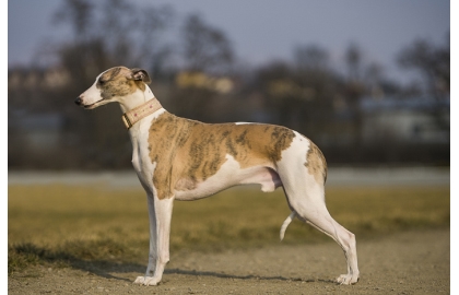 🐶 Vipet nebo také Whippet je láskyplný, klidný a hravý rodinný pes. Jsou to citliví psi s jemnou povahou. Milují všechny členy rodiny a výborně si rozumí s dětmi. Mají silné lovecké instinkty a pokud nejsou správně socializováni, mohou honit kočky. Nejsou to venkovní psi a je nutné je chovat v bytě. V domácnosti se chovají klidně, ale pokud nebudou mít denně potřebnou dávku pohybu, mohou se začít chovat destruktivně. Whippeti nejsou dobří hlídači. Téměř neštěkají a k návštěvám se chovají laskavě. Potřebují aktívní, milující rodinu. Svého pána chtějí potěšit a s radostí plní jeho přání. Milují pohyb a zábavu a vynikají v mnoha psích sportech. Jsou velmi nenároční na péči, pouze v zimě je nutné používat teplé oblečky pro psy a psí pláštěnky. Jinak jsou neobyčejně zdraví a netrpí téměř žádnými nemocemi. Do pozdních let si uchovávají životní elán a vitalitu.  