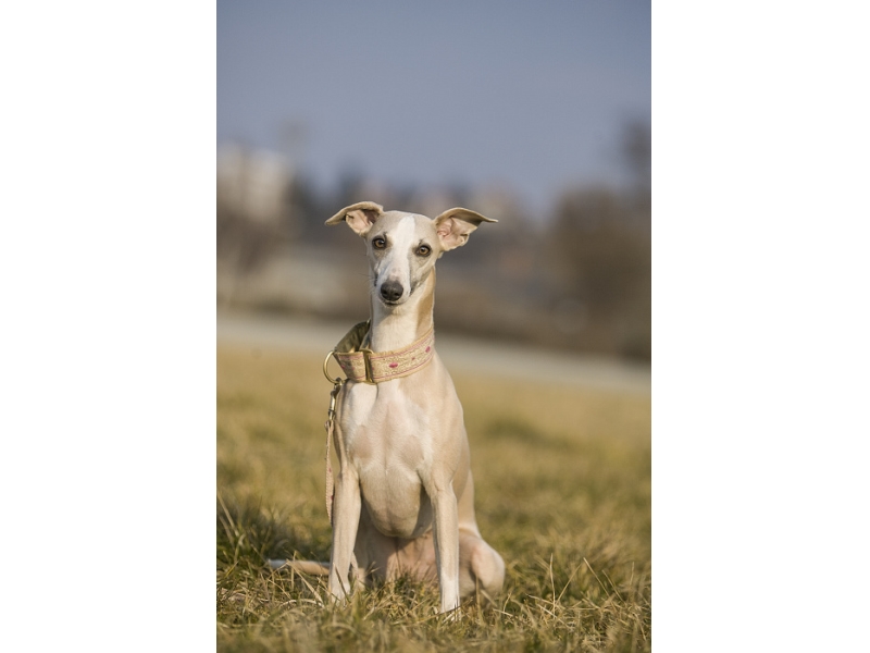 🐶 Vipet nebo také Whippet je láskyplný, klidný a hravý rodinný pes. Jsou to citliví psi s jemnou povahou. Milují všechny členy rodiny a výborně si rozumí s dětmi. Mají silné lovecké instinkty a pokud nejsou správně socializováni, mohou honit kočky. Nejsou to venkovní psi a je nutné je chovat v bytě. V domácnosti se chovají klidně, ale pokud nebudou mít denně potřebnou dávku pohybu, mohou se začít chovat destruktivně. Whippeti nejsou dobří hlídači. Téměř neštěkají a k návštěvám se chovají laskavě. Potřebují aktívní, milující rodinu. Svého pána chtějí potěšit a s radostí plní jeho přání. Milují pohyb a zábavu a vynikají v mnoha psích sportech. Jsou velmi nenároční na péči, pouze v zimě je nutné používat teplé oblečky pro psy a psí pláštěnky. Jinak jsou neobyčejně zdraví a netrpí téměř žádnými nemocemi. Do pozdních let si uchovávají životní elán a vitalitu.  