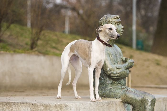🐶 Vipet nebo také Whippet je láskyplný, klidný a hravý rodinný pes. Jsou to citliví psi s jemnou povahou. Milují všechny členy rodiny a výborně si rozumí s dětmi. Mají silné lovecké instinkty a pokud nejsou správně socializováni, mohou honit kočky. Nejsou to venkovní psi a je nutné je chovat v bytě. V domácnosti se chovají klidně, ale pokud nebudou mít denně potřebnou dávku pohybu, mohou se začít chovat destruktivně. Whippeti nejsou dobří hlídači. Téměř neštěkají a k návštěvám se chovají laskavě. Potřebují aktívní, milující rodinu. Svého pána chtějí potěšit a s radostí plní jeho přání. Milují pohyb a zábavu a vynikají v mnoha psích sportech. Jsou velmi nenároční na péči, pouze v zimě je nutné používat teplé oblečky pro psy a psí pláštěnky. Jinak jsou neobyčejně zdraví a netrpí téměř žádnými nemocemi. Do pozdních let si uchovávají životní elán a vitalitu.  
