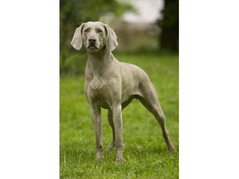 <p class="highlight">🐶 Výmarský ohař krátkosrstý je výborný lovecký pes se silnou vazbou na rodinu. </p><div>Není vhodný pro život v kotci, protože touží být ve společnosti svého majitele a odloučení špatně snáší. Výmarský ohař je skvělý lovecký pes s výborným čichem. Je velmi energický, vytrvalý a neméně chytrý. Potřebuje zkušeného, důsledného a laskavého pána, protože Výmarák dokáže být i velmi tvrdohlavý a bude zkoušet co všechno mu projde. S dětmi vychází skvěle, ale malá zvířata může vnímat jako snadnou kořist. Díky své nebojácné povaze je skvělý hlídač. Denně potřebuje hodně pohybu a duševní stimulace, takže je to pes do aktivní rodiny, kde bude všem jejím členům věrným a oddaným přítelem.    </div><div> </div>