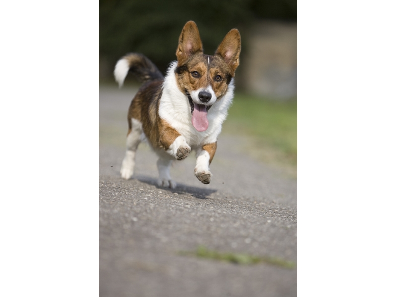 <div>🐶 Welsh Corgi Cardigan je malý, pastevecký pes, původem z Walesu. Svým vzhledem připomíná lišku.</div><div> </div><div>Je velmi podobný Pembroke Welsh Corgimu, ale jedná se o dvě samostatná plemena se samostatným standardem a samostatnou historií. Jako pasteveckého psa dnes Corgiho vídáme jen ojediněle. Dnes je chován především jako společník a rodinný pes. Má velmi dobrou dlouhodobou paměť, takže naučené povely si dobře pamatuje. Toho lze využít nejen při výcviku, ale umožňuje to psa zapojit i do různých sportů. Cardigan Corgi je čilý, bezkonfliktní pes, který velmi miluje svou rodinu a je na ni silně citově vázán. K cizím lidem bývá ostražitý, ale ne agresivní. V průměru se dožívá 12-14 let a může žít v městském bytě nebo na zahradě. Nesmí však být odložen někde v kotci, ale potřebuje být součástí své rodiny.</div><div> </div>