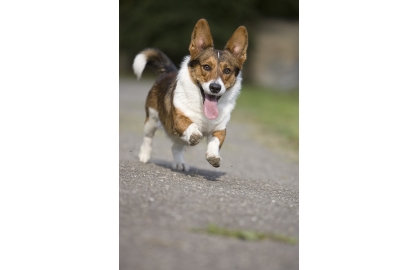 🐶 Welsh Corgi Cardigan je malý, pastevecký pes, původem z Walesu. Svým vzhledem připomíná lišku. Je velmi podobný Pembroke Welsh Corgimu, ale jedná se o dvě samostatná plemena se samostatným standardem a samostatnou historií. Jako pasteveckého psa dnes Corgiho vídáme jen ojediněle. Dnes je chován především jako společník a rodinný pes. Má velmi dobrou dlouhodobou paměť, takže naučené povely si dobře pamatuje. Toho lze využít nejen při výcviku, ale umožňuje to psa zapojit i do různých sportů. Cardigan Corgi je čilý, bezkonfliktní pes, který velmi miluje svou rodinu a je na ni silně citově vázán. K cizím lidem bývá ostražitý, ale ne agresivní. V průměru se dožívá 12-14 let a může žít v městském bytě nebo na zahradě. Nesmí však být odložen někde v kotci, ale potřebuje být součástí své rodiny. 