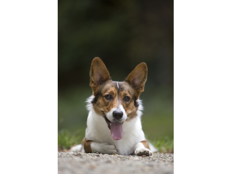 🐶 Welsh Corgi Cardigan je malý, pastevecký pes, původem z Walesu. Svým vzhledem připomíná lišku. Je velmi podobný Pembroke Welsh Corgimu, ale jedná se o dvě samostatná plemena se samostatným standardem a samostatnou historií. Jako pasteveckého psa dnes Corgiho vídáme jen ojediněle. Dnes je chován především jako společník a rodinný pes. Má velmi dobrou dlouhodobou paměť, takže naučené povely si dobře pamatuje. Toho lze využít nejen při výcviku, ale umožňuje to psa zapojit i do různých sportů. Cardigan Corgi je čilý, bezkonfliktní pes, který velmi miluje svou rodinu a je na ni silně citově vázán. K cizím lidem bývá ostražitý, ale ne agresivní. V průměru se dožívá 12-14 let a může žít v městském bytě nebo na zahradě. Nesmí však být odložen někde v kotci, ale potřebuje být součástí své rodiny. 