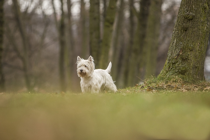 <p class="highlight">🐶 West highland white teriér je malý, veselý a hravý pes. Má spoustu energie a rád baví sebe i okolí svými kousky. </p><div>Nechybí mu ani značná dávka sebevědomí a nezávislosti. Občas bývá paličatý, ale poradí si s ním i méně zkušený majitel, za předpokladu, že bude k psovi laskavý a důsledný. Westy patří mezi nejpřátelštější teriéry a dnes je chován jako společník nebo výstavní pes. Lovecké pudy u něj téměř vymizely, ale malá zvířata a hlodavci v jeho blízkosti nebudou v bezpečí. West highland white teriéra zdobí bílá srst, která vyžaduje pravidelnou péči, ale kromě denního česání a občasného trimování nepotřebuje žádnou zvláštní údržbu. Loveckou minulost nechal Westie za sebou a dnes se uplatní jako aktivní společník, rodinný nebo výstavní pes.  </div><div> </div>