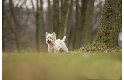 🐶 West highland white teriér je malý, veselý a hravý pes. Má spoustu energie a rád baví sebe i okolí svými kousky. Nechybí mu ani značná dávka sebevědomí a nezávislosti. Občas bývá paličatý, ale poradí si s ním i méně zkušený majitel, za předpokladu, že bude k psovi laskavý a důsledný. Westy patří mezi nejpřátelštější teriéry a dnes je chován jako společník nebo výstavní pes. Lovecké pudy u něj téměř vymizely, ale malá zvířata a hlodavci v jeho blízkosti nebudou v bezpečí. West highland white teriéra zdobí bílá srst, která vyžaduje pravidelnou péči, ale kromě denního česání a občasného trimování nepotřebuje žádnou zvláštní údržbu. Loveckou minulost nechal Westie za sebou a dnes se uplatní jako aktivní společník, rodinný nebo výstavní pes.   