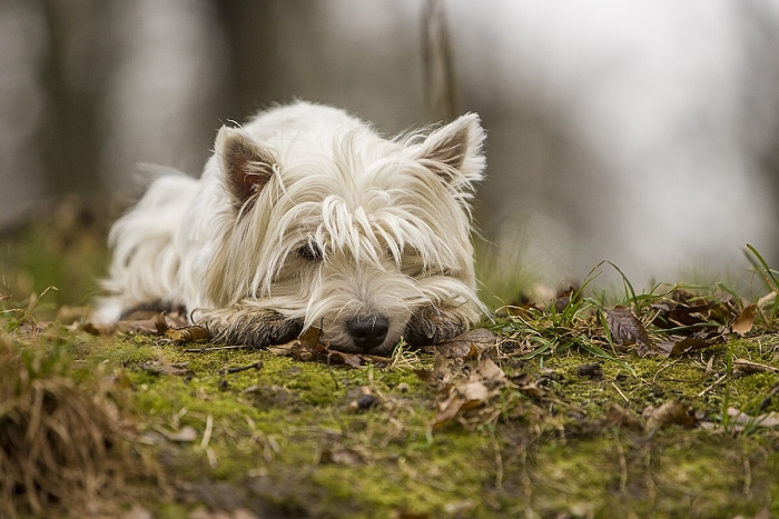 🐶 West highland white teriér je malý, veselý a hravý pes. Má spoustu energie a rád baví sebe i okolí svými kousky. Nechybí mu ani značná dávka sebevědomí a nezávislosti. Občas bývá paličatý, ale poradí si s ním i méně zkušený majitel, za předpokladu, že bude k psovi laskavý a důsledný. Westy patří mezi nejpřátelštější teriéry a dnes je chován jako společník nebo výstavní pes. Lovecké pudy u něj téměř vymizely, ale malá zvířata a hlodavci v jeho blízkosti nebudou v bezpečí. West highland white teriéra zdobí bílá srst, která vyžaduje pravidelnou péči, ale kromě denního česání a občasného trimování nepotřebuje žádnou zvláštní údržbu. Loveckou minulost nechal Westie za sebou a dnes se uplatní jako aktivní společník, rodinný nebo výstavní pes.   