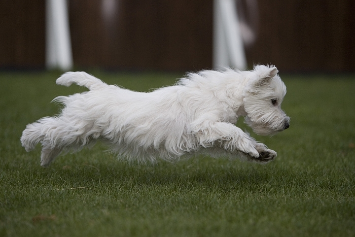 🐶 West highland white teriér je malý, veselý a hravý pes. Má spoustu energie a rád baví sebe i okolí svými kousky. Nechybí mu ani značná dávka sebevědomí a nezávislosti. Občas bývá paličatý, ale poradí si s ním i méně zkušený majitel, za předpokladu, že bude k psovi laskavý a důsledný. Westy patří mezi nejpřátelštější teriéry a dnes je chován jako společník nebo výstavní pes. Lovecké pudy u něj téměř vymizely, ale malá zvířata a hlodavci v jeho blízkosti nebudou v bezpečí. West highland white teriéra zdobí bílá srst, která vyžaduje pravidelnou péči, ale kromě denního česání a občasného trimování nepotřebuje žádnou zvláštní údržbu. Loveckou minulost nechal Westie za sebou a dnes se uplatní jako aktivní společník, rodinný nebo výstavní pes.   