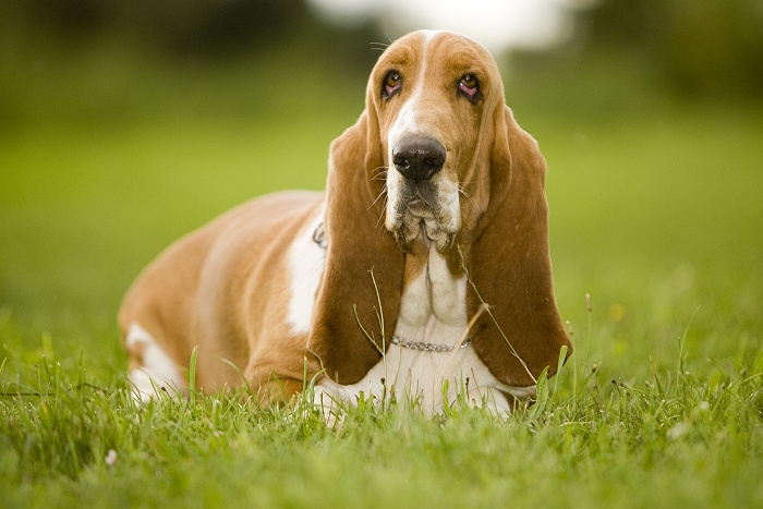 <p class="highlight">🐶 Basset - kdo by neznal nádherného ušatého psa s melancholickým až smutným a ustaraným výrazem? Ve skutečnosti je to velmi veselý, přátelský a dobromyslný pes. </p><div>Je klidný, vyrovnaný a velmi tolerantní a proto se skvěle hodí k dětem. V přírodě nezapře svůj lovecký původ a nadšeně bude následovat nalezenou stopu. Od tohoto záměru se nechává jen nerad odradit. Jeho hustá srst ho spolehlivě chrání proti vodě a rozmarům počasí, ale přesto nesnáší velké extrémy co se týče chladu a horka. Kvůli své stavbě těla jsou Basseti mizerní plavci. Společnost jiných zvířat včetně koček snášejí skvěle. Basseti jsou velmi přátelští psi vyžadující společnost svého pána. Jsou šťastní, pokud mohou trávit maximum svého času ve společnosti členů rodiny. </div>