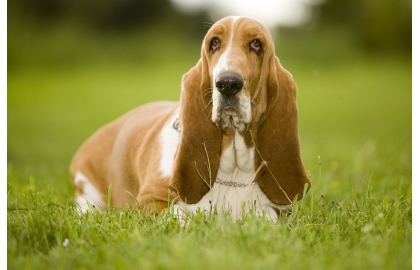 🐶 Basset - kdo by neznal nádherného ušatého psa s melancholickým až smutným a ustaraným výrazem? Ve skutečnosti je to velmi veselý, přátelský a dobromyslný pes. Je klidný, vyrovnaný a velmi tolerantní a proto se skvěle hodí k dětem. V přírodě nezapře svůj lovecký původ a nadšeně bude následovat nalezenou stopu. Od tohoto záměru se nechává jen nerad odradit. Jeho hustá srst ho spolehlivě chrání proti vodě a rozmarům počasí, ale přesto nesnáší velké extrémy co se týče chladu a horka. Kvůli své stavbě těla jsou Basseti mizerní plavci. Společnost jiných zvířat včetně koček snášejí skvěle. Basseti jsou velmi přátelští psi vyžadující společnost svého pána. Jsou šťastní, pokud mohou trávit maximum svého času ve společnosti členů rodiny. 