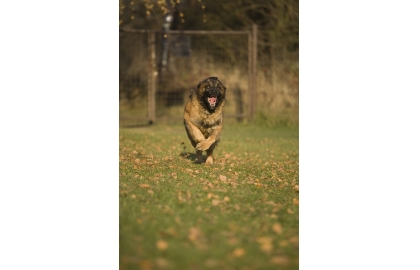🐶 Leonberger je velký hlídací pes, který se díky své klidné a vyrovnané povaze chová také jako společník. Velice rád plave a v některých zemích slouží jako vodní záchranářský pes. Jeho velikost a odolnost vůči rozmarům počasí ho předurčuje k životu na zahradě, ale rozhodně nemůže být celý den osamocen. Leonberger je velký společník a potřebuje pravidelný kontakt se svou rodinou. Výcvik zvládá rychle a bez problémů. Pokud chcete velkého rodinného psa s velkým srdcem, je pro Vás Leonberger tou pravou volbou. 