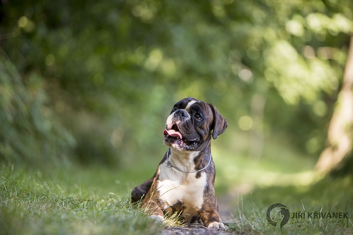 <p class="highlight">🐶 Německý boxer je přátelský, energický společník, který je oblíbeným rodinným psem, ale skvěle se uplatní také jako služební plemeno. </p><div>Je velmi chytrý a rychle se naučí novým povelům. Velmi ostražitě chrání svého pána a jeho majetek, ale není agresivní a útočí jen v případě ohrožení. Potřebuje každodenní pohyb, ale jinak je to pes určený k chovu v bytě. Německý boxer bezvýhradně miluje děti a je jim dobrým společníkem. Dokáže s nimi dlouho donekonečna dovádět a bavit je svými kousky. I německý boxer by měl mít základní výcvik. Díky své inteligenci se učí snadno a rychle a lehce se přizpůsobí novým podmínkám. Má tendenci více slintat, ale jinak je velmi čistotný a nevyžaduje žádnou zvláštní péči.  </div>