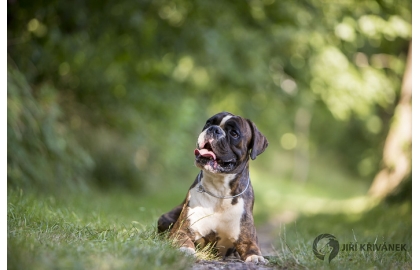 🐶 Německý boxer je přátelský, energický společník, který je oblíbeným rodinným psem, ale skvěle se uplatní také jako služební plemeno. Je velmi chytrý a rychle se naučí novým povelům. Velmi ostražitě chrání svého pána a jeho majetek, ale není agresivní a útočí jen v případě ohrožení. Potřebuje každodenní pohyb, ale jinak je to pes určený k chovu v bytě. Německý boxer bezvýhradně miluje děti a je jim dobrým společníkem. Dokáže s nimi dlouho donekonečna dovádět a bavit je svými kousky. I německý boxer by měl mít základní výcvik. Díky své inteligenci se učí snadno a rychle a lehce se přizpůsobí novým podmínkám. Má tendenci více slintat, ale jinak je velmi čistotný a nevyžaduje žádnou zvláštní péči.  
