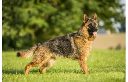 🐶 Německý ovčák je u nás běžně označovaný jako vlčák. Je to velmi odvážný, oddaný a věrný pes. Svým vzhledem a neohroženým chováním budí zasloužený respekt. Své rodině je naprosto oddaný a je připraven ji nekompromisně bránit. Jako všichni psi má rád společnost lidí a pokud bude dlouho nebo často necháván o samotě, může se jeho frustrace projevit agresí, nadměrným štěkáním a rozkousáváním věcí. Vlčáci by měli nezbytně prodělat minimálně základní výcvik. Jsou snadno cvičitelní a rádi se učí novým věcem. Navíc mají vrozenou snahu vyhovět svému pánovi. To z nich činí velmi oblíbené a spolehlivé služební psí plemeno. Bez větších problémů bude vycházet s ostatními zvířaty v domácnosti a také k dětem bývá vlídný. Přátele si nevytváří hned a vůči cizím osobám je nedůvěřivý, což z něj dělá dobrého hlídače. Nově příchozí nebude vítat s otevřenou náručí, ale bude ve střehu a připraven v případě potřeby postavit se na obranu členů své smečky.  