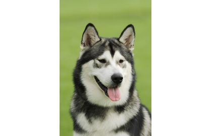 🐶 Aljašský malamut patří k nejstarším psím plemenům. Je to velký, impozantní pes, který je dobrosrdečný a laskavý. Má sklon být tvrdohlavý a je dobré ho od malička přivykat na kontakt s jinými psy, protože  má tendence se chovat dominantně a může vyvolávat rvačky. Také jiná zvířata špatně snáší. Malamut je psem jednoho pána a svému majiteli je věrný a oddaný. Děti považuje za sobě rovné a je k nim velmi laskavý. Je to ideální pes na venkov, protože má velkou potřebu každodenního pohybu a pouhé procházky po městě by jej neuspokojily. Obecně je to velmi tiché plemeno, které zřídkakdy štěká, ale o to raději vyje, zvláště pokud se nudí nebo je ponechán dlouho o samotě. 