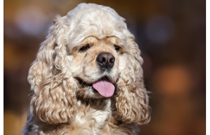 🐶 Americký kokršpaněl je aktivní společník, který je bystrý, veselý a krásný. Svou rodinu velmi miluje a výborně vychází s dětmi.Americký kokršpaněl je dalším ze zástupců španělů. Příbuznost mezi americkým a anglickým kokršpanělem je zřejmá, přesto má však každé z těchto samostatně uznaných plemen svá specifika. Zatímco americký kokr je především společník, který vyniká svou bohatou a dlouhou srstí, anglický kokršpaněl má více vyvinuté pracovní předpoklady a je často používán nejen jako rodinný společník, ale také jako lovecký pes. Americký kokršpaněl je aktívní společník, který je bystrý, veselý a krásný. Svou rodinu velmi miluje a výborně vychází s dětmi. Svého pána se snaží potěšit a vyhledává jeho častou společnost. Každý majitel amerického kokra se musí smířit s nutností pravidelné péče o srst psa. Nejlepším prostředím pro něj bude byt nebo dům ve městě. Pořízením amerického kokršpaněla získá rodina věrného přítele na dobu více než 10 let.  