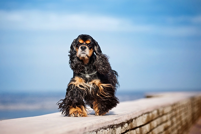 🐶 Americký kokršpaněl je aktivní společník, který je bystrý, veselý a krásný. Svou rodinu velmi miluje a výborně vychází s dětmi.Americký kokršpaněl je dalším ze zástupců španělů. Příbuznost mezi americkým a anglickým kokršpanělem je zřejmá, přesto má však každé z těchto samostatně uznaných plemen svá specifika. Zatímco americký kokr je především společník, který vyniká svou bohatou a dlouhou srstí, anglický kokršpaněl má více vyvinuté pracovní předpoklady a je často používán nejen jako rodinný společník, ale také jako lovecký pes. Americký kokršpaněl je aktívní společník, který je bystrý, veselý a krásný. Svou rodinu velmi miluje a výborně vychází s dětmi. Svého pána se snaží potěšit a vyhledává jeho častou společnost. Každý majitel amerického kokra se musí smířit s nutností pravidelné péče o srst psa. Nejlepším prostředím pro něj bude byt nebo dům ve městě. Pořízením amerického kokršpaněla získá rodina věrného přítele na dobu více než 10 let.  