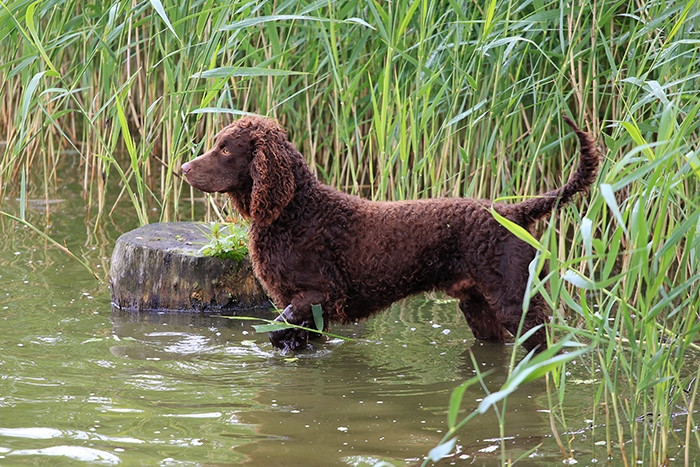 <p class="highlight">🐶 Americký vodní španěl - všestranný lovecký pes, použitelný k lovu ve vodě i na suchu. </p>
<div>Jeho hustá, kudrnatá srst ho chrání před studenou vodou, ale i před trním, ostny a bodláčím. Pokud není americký vodní španěl využíván k lovu, určitě se osvědčí jako skvělý rodinný pes a společník. Je inteligentní, má klidnou a vyrovnanou povahu, ale není to žádný pecivál a potřebuje aktivního majitele, který ho nenechá zahálet, ale poskytne mu dostatek pohybu a aktivit. Kromě svých nároků na pohyb je americký vodní španěl velmi nenáročný na péči a životní podmínky. Ke všem členům své rodiny je velmi laskavý, miluje děti a rád tráví čas v jejich společnosti. Vůči cizím zůstává ostražitý a je proto dobrým hlídačem. Svůj temperament a inteligenci dokáže uplatnit v mnoha psích sportech. Je škoda, že se jedná o celosvětově málo známé a rozšířené plemeno. Americký vodní španěl by si jistě zasloužil větší popularitu a přízeň chovatelů. </div>