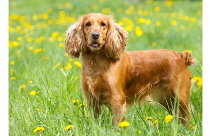 🐶 Anglický kokršpaněl je na svou rodinu velmi citově vázán a ke šťastnému životu potřebuje blízký kontakt se svým majitelem.  Kokršpaněla není potřeba dlouze představovat, protože je u nás běžně rozšířeným plemenem. Tento původně lovecký pes je pro svou veselou a kamarádskou povahu často chován jako rodinný společník. Je hravý, bystrý a učenlivý a každý chovatel Vám jistě potvrdí, že s kokršpanělem se nudit nebudete. Vhodný je nácvik základní poslušnosti, ale kdo chce jít dál, může se psem trénovat některou kynologickou disciplínu. Nejčastější volbou kromě loveckého výcviku nebo obedience bude pravděpodobně agility, flyball, dog freesbee nebo tanec se psem. Anglický kokršpaněl není nijak náročný na životní prostor, pokud jsou uspokojeny jeho požadavky na pohyb. Bez problému jej lze chovat v městském bytě nebo v domě se zahradou někde na venkově. Nejbližším příbuzným anglického kokršpaněla je kokršpaněl americký, který se vyvinul v samostatné plemeno s vlastním standardem.  