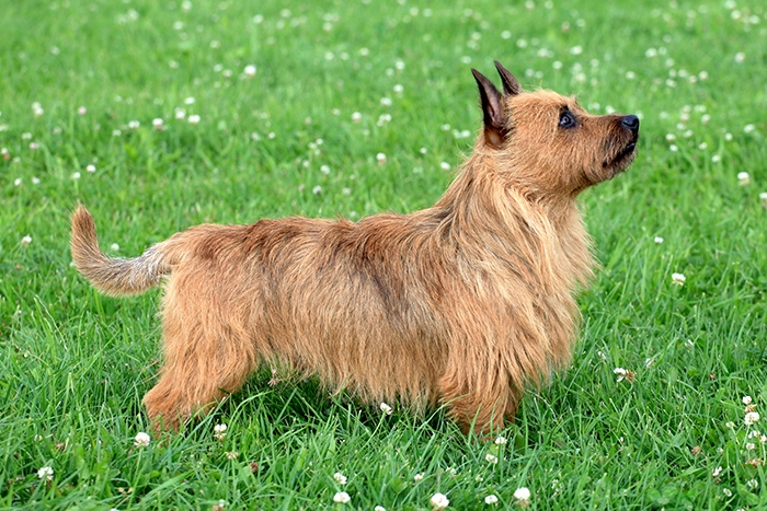 🐶 Australský teriér je zábavný, milující, veselý rodinný pes. Rychle se naučí sdílet životní styl svého majitele a je nejšťastnější, pokud může být součástí každodenního života svého pána. Skvěle vychází s dětmi a rád se zapojí do jejich her. Vůči jiným psům bývá dominantní a často provokuje vzájemné spory. Protože jeho původním úkolem byl lov krys a drobných hlodavců, má i dneska tendence lovit malá zvířata. Díky svému australskému původu má velmi dobrou toleranci a teplo a vysoké teploty snáší mnohem lépe, než jiná plemena. Australský teriér je houževnaté plemeno, které ve zvýšené míře netrpí typickými psími nemocemi. Zásluhou své vyrovnané povazy a nízkým nárokům na péči, je to ideální rodinný pes a společník.