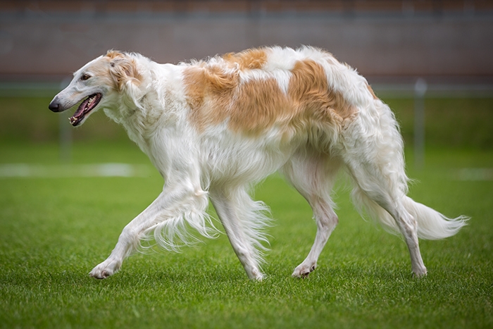 <p class="highlight">🐶 Barzoj býval psem ruské aristokracie a sám jako aristokrat vypadá. Jeho velké tělo má ladné křivky, vznešený vzhled a ladný pohyb. </p><div>Dříve sloužil k lovu, ale dnes se chová především jako společník, výstavní nebo dostihový pes. Kromě psích dostihů a coursingu se uplatní i v agility. Je to velice citlivý pes, který vyžaduje laskavé zacházení bez agrese a tělesných trestů. Barzoj je výborný společník, ale mizerný hlídač. Nejenže postrádá známky agresivity, ale ani moc neštěká a s případným zlodějem by nešel do větších sporů. Pokud však hledáte klidného, milujícího společníka, který Vás bude doprovázet při joggingu nebo jízdě na kole, je Barzoj jistě dobrou volbou.</div><div> </div>