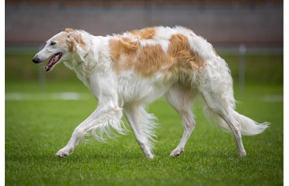 🐶 Barzoj býval psem ruské aristokracie a sám jako aristokrat vypadá. Jeho velké tělo má ladné křivky, vznešený vzhled a ladný pohyb. Dříve sloužil k lovu, ale dnes se chová především jako společník, výstavní nebo dostihový pes. Kromě psích dostihů a coursingu se uplatní i v agility. Je to velice citlivý pes, který vyžaduje laskavé zacházení bez agrese a tělesných trestů. Barzoj je výborný společník, ale mizerný hlídač. Nejenže postrádá známky agresivity, ale ani moc neštěká a s případným zlodějem by nešel do větších sporů. Pokud však hledáte klidného, milujícího společníka, který Vás bude doprovázet při joggingu nebo jízdě na kole, je Barzoj jistě dobrou volbou. 