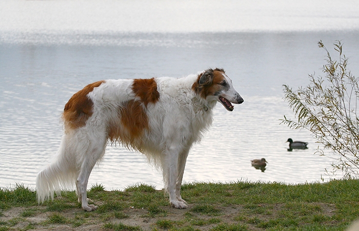 🐶 Barzoj býval psem ruské aristokracie a sám jako aristokrat vypadá. Jeho velké tělo má ladné křivky, vznešený vzhled a ladný pohyb. Dříve sloužil k lovu, ale dnes se chová především jako společník, výstavní nebo dostihový pes. Kromě psích dostihů a coursingu se uplatní i v agility. Je to velice citlivý pes, který vyžaduje laskavé zacházení bez agrese a tělesných trestů. Barzoj je výborný společník, ale mizerný hlídač. Nejenže postrádá známky agresivity, ale ani moc neštěká a s případným zlodějem by nešel do větších sporů. Pokud však hledáte klidného, milujícího společníka, který Vás bude doprovázet při joggingu nebo jízdě na kole, je Barzoj jistě dobrou volbou. 