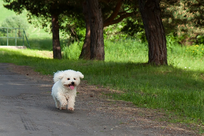 🐶 Bišonek je od pohledu milý, laskavý, přítulný, hravý psík. Veselým pohledem si během okamžiku dokáže získat každého, s kým se setká. Miluje společnost lidí i zvířat a ke šťastnému životu nezbytně potřebuje trávit co nejvíce času se svým majitelem. Bišonek není vhodný pro lidi, kteří tráví dlouhé chvíle mimo domov. Je vhodným psem pro seniory, kteří mu mohou věnovat maximum času a péče. Protože nevyvolává konflikty a není příliš hlučný, je předurčen k chovu v bytě. Rozhodně však potřebuje nějaké zaměstnání, aby se nezačal nudit. S nadšením se učí novým trikům a zvládá až cirkusové kousky. Protože příliš nelíná, bývá často doporučováni alergikům, což by se nemělo zobecňovat, ale vždy posuzovat individuálně.   