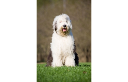 🐶 Bobtail - staroanglický ovčák je velký pes s velkým srdcem. Původně sloužil jako pastevecký pes, jehož úkolem bylo pást stáda ovcí a následně je doprovázet na trh.  Dnes už bobtaila v jeho původní roli vidíme jen málokdy a téměř výhradně je chován jako rodinný pes a společník, případně ho můžeme spatřit na psích výstavách. Kdo zná bobtaila, ten ví, že je to velmi milý a nekonfliktní pes, který se dokáže přizpůsobit téměř každému prostředí, je neskutečně hravý a laskavý, má rád lidi i zvířata a je s ním vždy legrace. Jako všechna pastevecká plemena, je i bobtail velmi náročný na pohyb a zaměstnání. Moderní doba a současný způsob života většinou neumožňují pasteveckým psům zastávat jejich původní úkoly, naštěstí vzniklo mnoho různých psích sportů, kterým se lze věnovat. Bobtail má předpoklady pro agility, obedience, treibball nebo pastevectví. Každý kdo si pořídí bobtaila získá na mnoho let veselého společníka, zároveň však musí počítat s náročnější péči o jeho huňatou srst. 