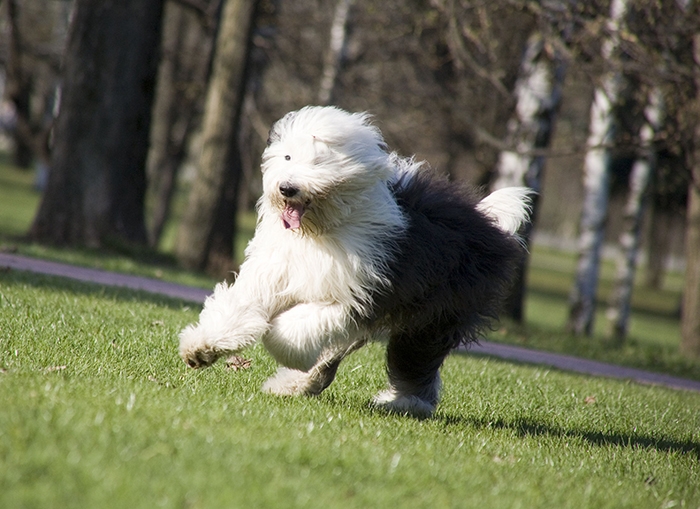 🐶 Bobtail - staroanglický ovčák je velký pes s velkým srdcem. Původně sloužil jako pastevecký pes, jehož úkolem bylo pást stáda ovcí a následně je doprovázet na trh. Dnes už bobtaila v jeho původní roli vidíme jen málokdy a téměř výhradně je chován jako rodinný pes a společník, případně ho můžeme spatřit na psích výstavách. Kdo zná bobtaila, ten ví, že je to velmi milý a nekonfliktní pes, který se dokáže přizpůsobit téměř každému prostředí, je neskutečně hravý a laskavý, má rád lidi i zvířata a je s ním vždy legrace. Jako všechna pastevecká plemena, je i bobtail velmi náročný na pohyb a zaměstnání. Moderní doba a současný způsob života většinou neumožňují pasteveckým psům zastávat jejich původní úkoly, naštěstí vzniklo mnoho různých psích sportů, kterým se lze věnovat. Bobtail má předpoklady pro agility, obedience, treibball nebo pastevectví. Každý kdo si pořídí bobtaila získá na mnoho let veselého společníka, zároveň však musí počítat s náročnější péči o jeho huňatou srst. 