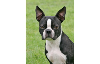 🐶 Bostonský teriér by mohl vzbuzovat dojem, že se jedná o bojové plemeno, opak je pravdou. Je to milovník a ne bojovník.  Bostonský teriér je velmi laskavý, milý a společenský pes, který miluje přítomnost své rodiny. Oddaným pohledem svých velkých tmavých očí si dokáže podmanit každého a jako společník je velmi hravý a zábavný, miluje děti a rád si s nimi hraje. Bostonský teriér je předurčený k chovu v bytě a je vhodným společníkem i pro starší lidi a seniory. K jeho drobným mínusům patří sklon k chrápání a plynatostí. To je ale snad jediná vada na kráse tohoto něžného, vitálního, inteligentního a oddaného plemene. 