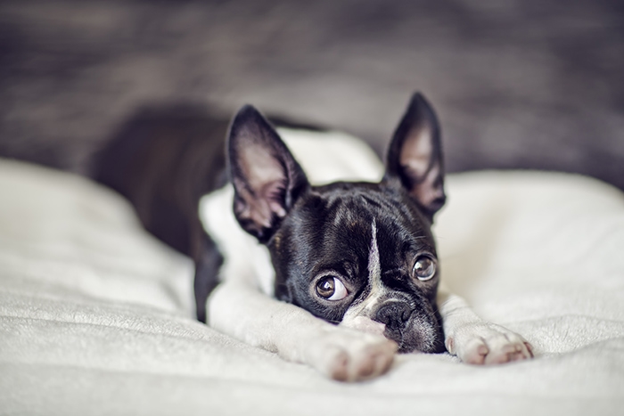 🐶 Bostonský teriér by mohl vzbuzovat dojem, že se jedná o bojové plemeno, opak je pravdou. Je to milovník a ne bojovník. Bostonský teriér je velmi laskavý, milý a společenský pes, který miluje přítomnost své rodiny. Oddaným pohledem svých velkých tmavých očí si dokáže podmanit každého a jako společník je velmi hravý a zábavný, miluje děti a rád si s nimi hraje. Bostonský teriér je předurčený k chovu v bytě a je vhodným společníkem i pro starší lidi a seniory. K jeho drobným mínusům patří sklon k chrápání a plynatostí. To je ale snad jediná vada na kráse tohoto něžného, vitálního, inteligentního a oddaného plemene. 