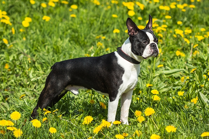 🐶 Bostonský teriér by mohl vzbuzovat dojem, že se jedná o bojové plemeno, opak je pravdou. Je to milovník a ne bojovník. Bostonský teriér je velmi laskavý, milý a společenský pes, který miluje přítomnost své rodiny. Oddaným pohledem svých velkých tmavých očí si dokáže podmanit každého a jako společník je velmi hravý a zábavný, miluje děti a rád si s nimi hraje. Bostonský teriér je předurčený k chovu v bytě a je vhodným společníkem i pro starší lidi a seniory. K jeho drobným mínusům patří sklon k chrápání a plynatostí. To je ale snad jediná vada na kráse tohoto něžného, vitálního, inteligentního a oddaného plemene. 