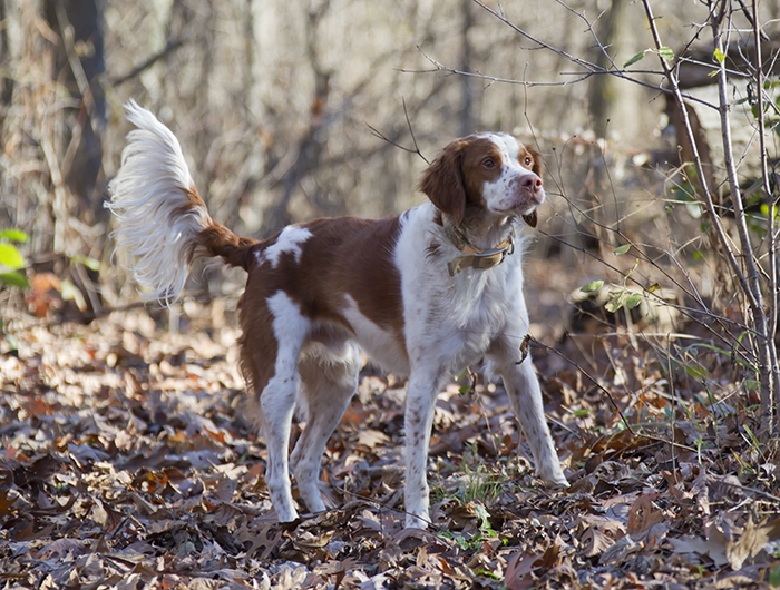 🐶 Bretaňský ohař je chytrý a energický lovecký pes, který slouží především k lovu pernaté zvěře a jejímu aportování. Kromě vynikajícího pomocníka při lovu je to také skvělý společník a stále častěji je chován jako rodinný pes v rodinách s aktivním životním stylem. Díky své inteligenci a schopnosti se rychle učit, může vynikat v různých psích sportech. Bretoňák má přátelskou povahu a skvěle vychází nejen s lidmi, ale i s ostatními psy a zvířaty, s výjimkou ptáků, které vnímá jako kořist. Kvůli svým vysokým požadavkům na pohyb je bretaňský ohař absolutně nevhodný k chovu v bytě a nejlépe mu bude na vesnici nebo v malém městě u domu s velkou zahradou.
