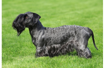 🐶 Český teriér má velmi dobrý charakter a jeho majitel nemusí v tomto směru čelit žádným úskalím a specifikům. Český teriér je poměrně mladé plemeno. Jeho historie je krátká a dobře zdokumentovaná. Původně lovecký pes, je dnes chován především jako společník. K tomu ho předurčuje jeho veselá, vyrovnaná povaha. Ani na životní prostor nemá tento pes žádné zvláštní požadavky. Dobře se přizpůsobí životu jak ve městě, tak na vesnici. Novým povelům a dovednostem se učí snadno a rychle. Lze jej zapojit do různých psích sportů. Bavit ho bude agility, obedience nebo tanec se psem. Srst českého teriéra vyžaduje pravidelnou, ale vcelku nenáročnou péči. Český teriér je dobrý hlídač. Zatím co svou rodinu velmi miluje a k jejím členům je pozorný a laskavý, vůči cizím lidem zůstává po celý život rezervovaný.  