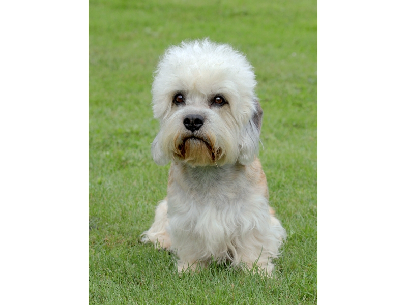 <p class="highlight">🐶 Dandie Dinmont teriér - tento nevelký pes je přítulný, inteligentní, veselý, ale i odhodlaný a nezávislý. </p>
<div>Velmi přátelský pes, kterého zvládne i méně zkušený chovatel. Ve srovnání s jinými teriéry má velmi vyrovnanou povahu a na rozdíl od ostatních teriérů je vhodný i pro canisterapii. Typickým znakem je čupřina na hlavě. Možná i díky ní se Dandie Dinmont stal předlohou pro přátelského psa Falka z filmu Nekonečný příběh. Původním úkolem tohoto plemene byl lov drobné zvěře, ale postupem času začali lidé více využívat jeho charakterových vlastností a dnes je to především společník a rodinný pes. Snadno se přizpůsobí životu ve městě, stejně jako pobytu na venkově. </div>