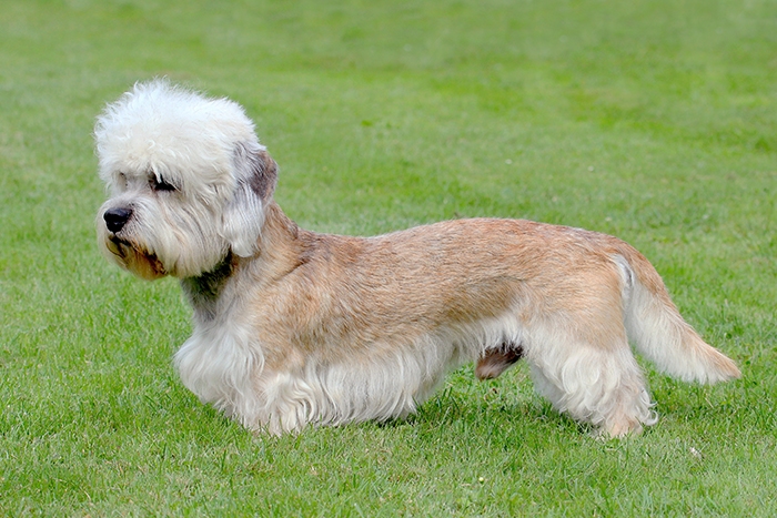 🐶 Dandie Dinmont teriér - tento nevelký pes je přítulný, inteligentní, veselý, ale i odhodlaný a nezávislý.  Velmi přátelský pes, kterého zvládne i méně zkušený chovatel. Ve srovnání s jinými teriéry má velmi vyrovnanou povahu a na rozdíl od ostatních teriérů je vhodný i pro canisterapii. Typickým znakem je čupřina na hlavě. Možná i díky ní se Dandie Dinmont stal předlohou pro přátelského psa Falka z filmu Nekonečný příběh. Původním úkolem tohoto plemene byl lov drobné zvěře, ale postupem času začali lidé více využívat jeho charakterových vlastností a dnes je to především společník a rodinný pes. Snadno se přizpůsobí životu ve městě, stejně jako pobytu na venkově. 